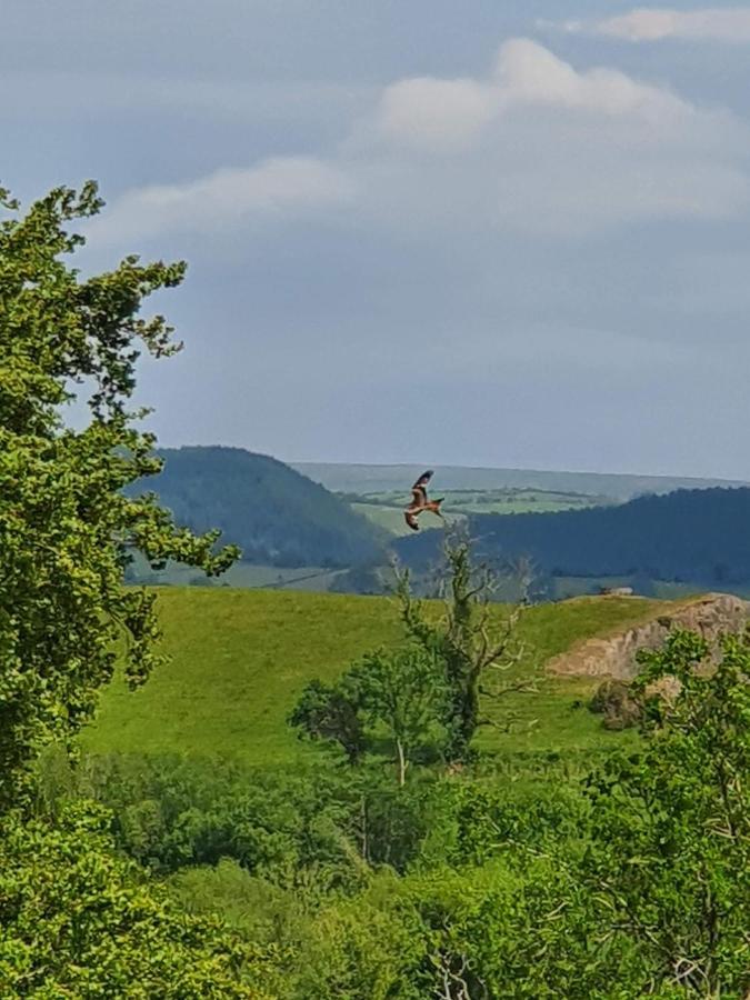 Calon Y Goedwig Glamping Hotel Llandovery Buitenkant foto